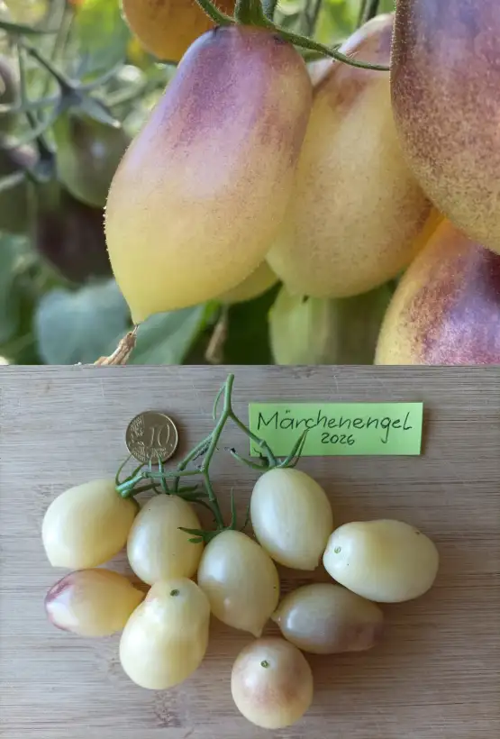 Tomaten: Märchenengel