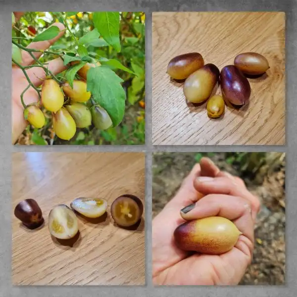 Tomaten: Märchenengel