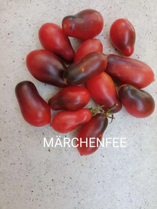 Tomaten: Märchenfee