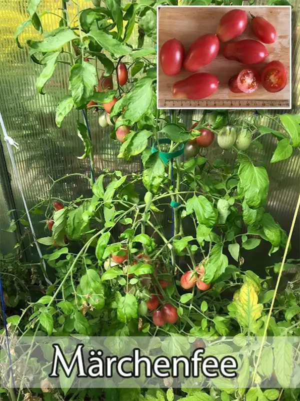 Tomaten: Märchenfee