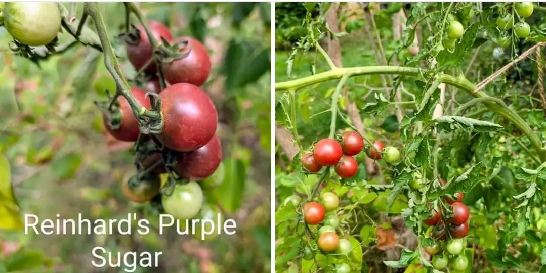 Tomaten: Märchenfee