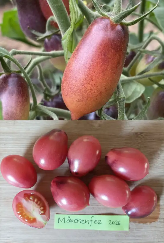 Tomaten: Märchenfee
