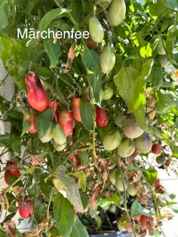 Tomaten: Märchenfee