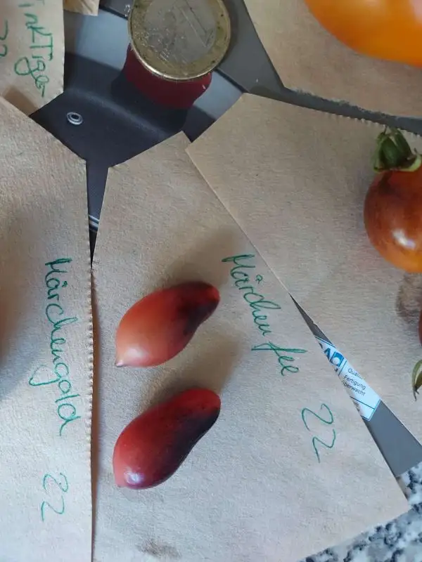 Tomaten: Märchenfee