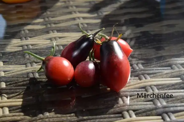 Tomaten: Märchenfee