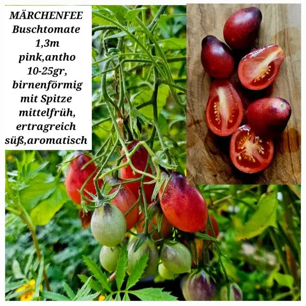 Tomaten: Märchenfee