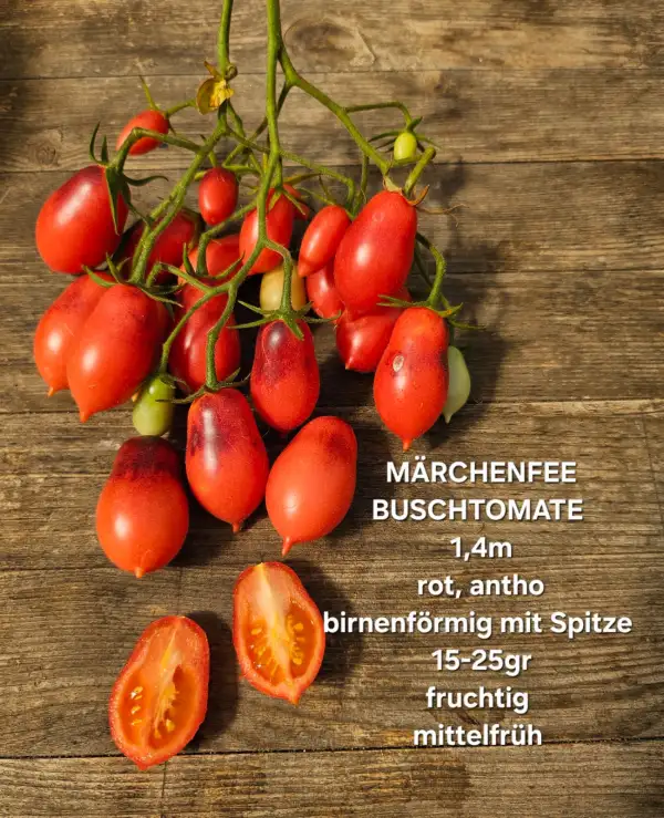 Tomaten: Märchenfee