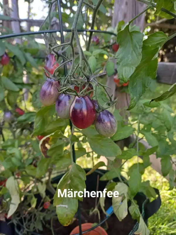 Tomaten: Märchenfee