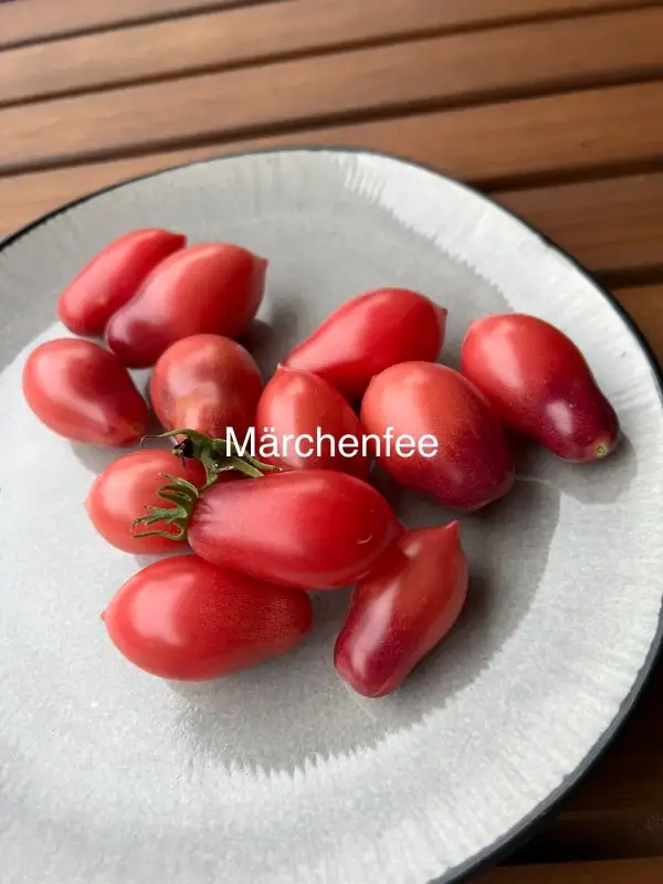 Tomaten: Märchenfee