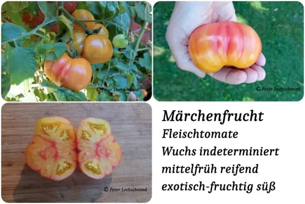 Tomaten: Märchenfrucht