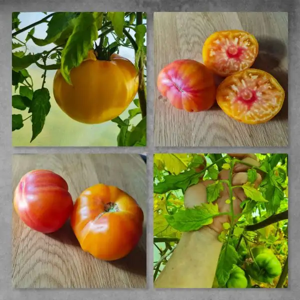 Tomaten: Märchenfrucht