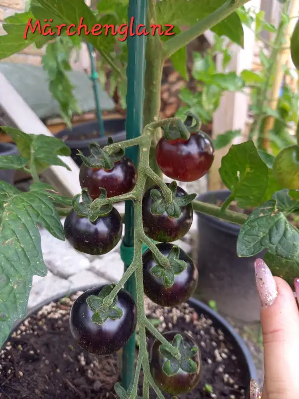 Tomaten: Märchenglanz