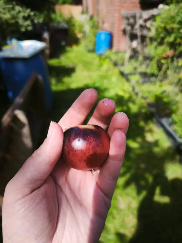 Tomaten: Märchenglanz