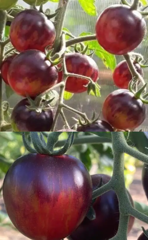 Tomaten: Märchenglanz