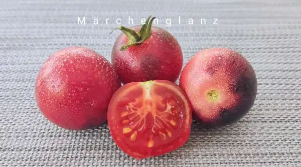 Tomaten: Märchenglanz