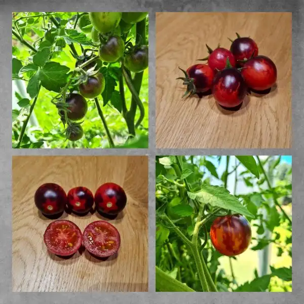 Tomaten: Märchenglanz