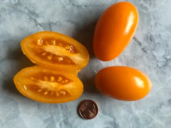 Tomaten: Märchengold