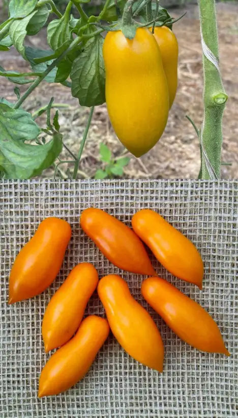Tomaten: Märchengold