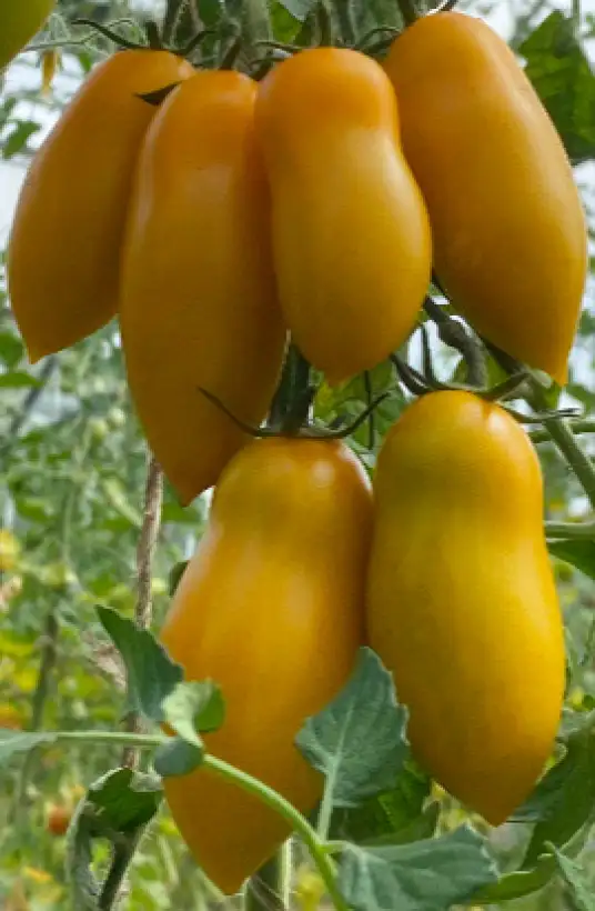 Tomaten: Märchengold