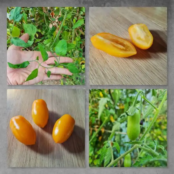 Tomaten: Märchengold