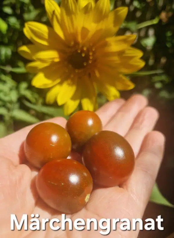 Tomaten: Märchengranat