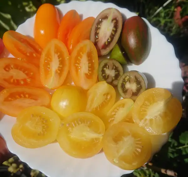 Tomaten: Märchenmonster