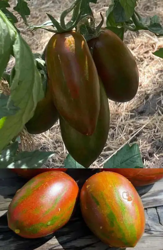 Tomaten: Märchenmonster