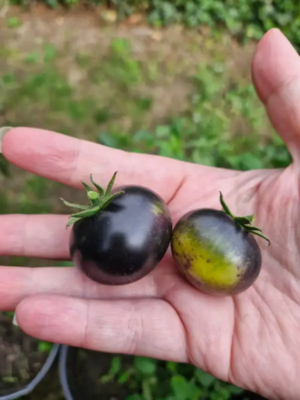Tomaten: Märchenwald