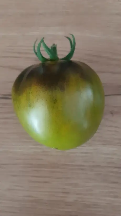 Tomaten: Märchenwald