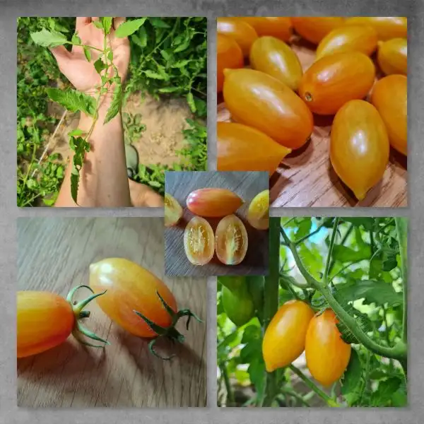 Tomaten: Märchenzauber