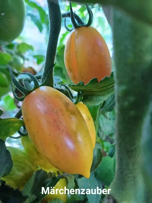 Tomaten: Märchenzauber