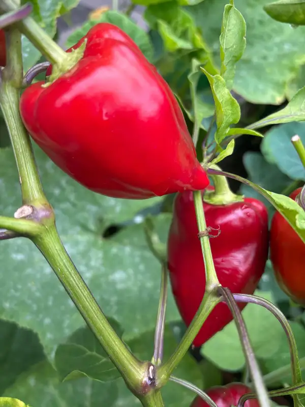 Chili / Paprika: Macho