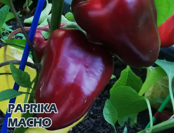 Paprika: Macho