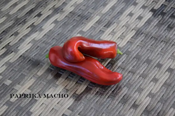Paprika: Macho