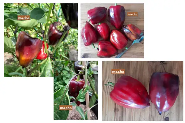 Paprika: Macho