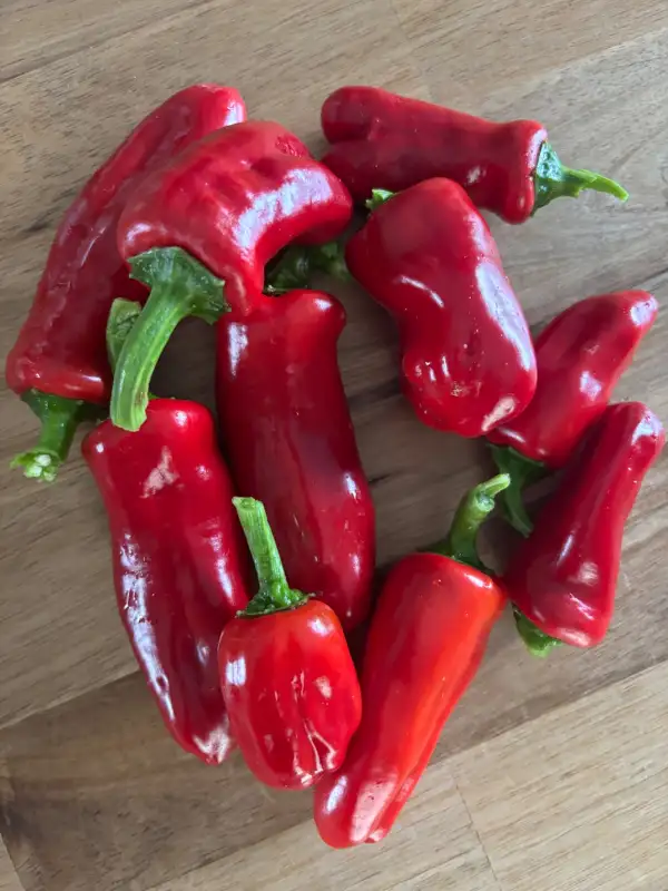 Chili / Paprika: Macho Swirl Variegated / Snackpaprika süß