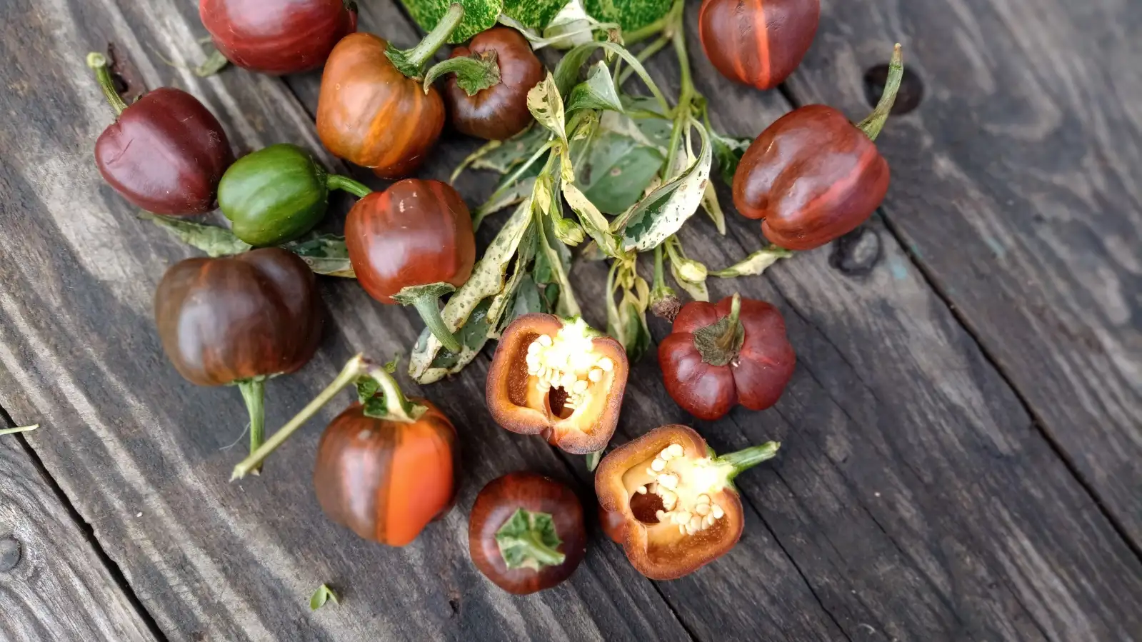 Chili / Paprika: Madam Paraplü