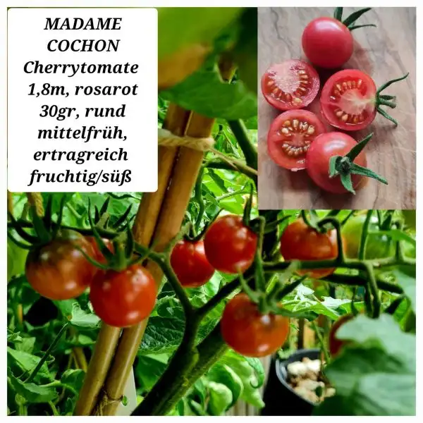 Tomaten: MADAME COCHON