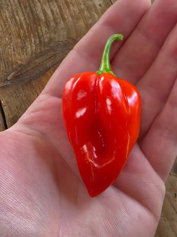 Chili / Paprika: Madame Jeanette rot