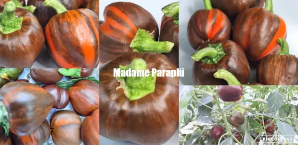Paprika: Madame Paraplü - Paprika