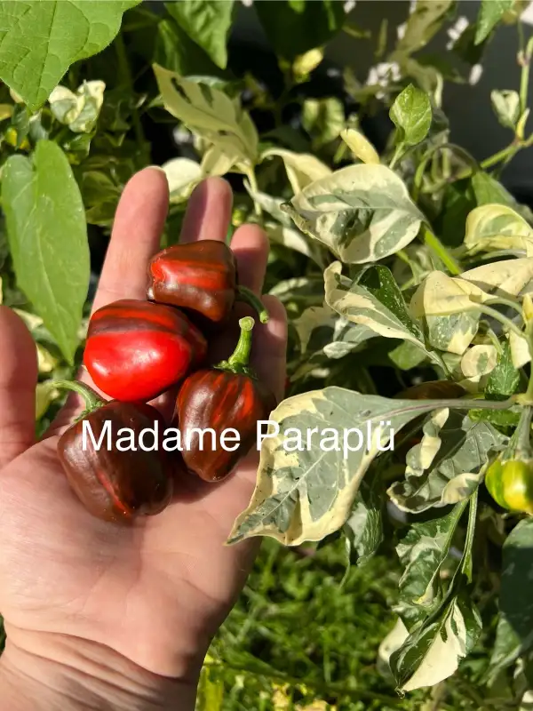 Chili / Paprika: Madame Paraplü