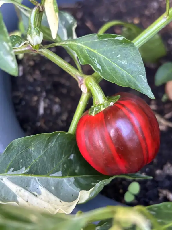 Chili / Paprika: Madame Paraplü