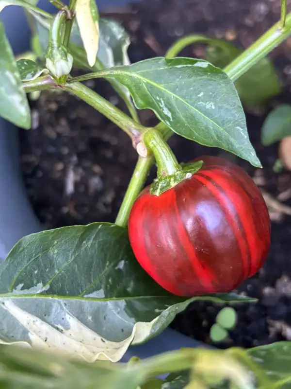 Chili / Paprika: Madame Paraplü