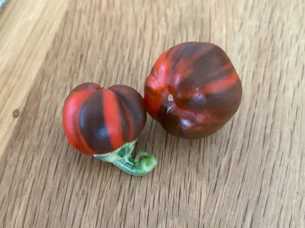 Paprika: Madame Paraplü
