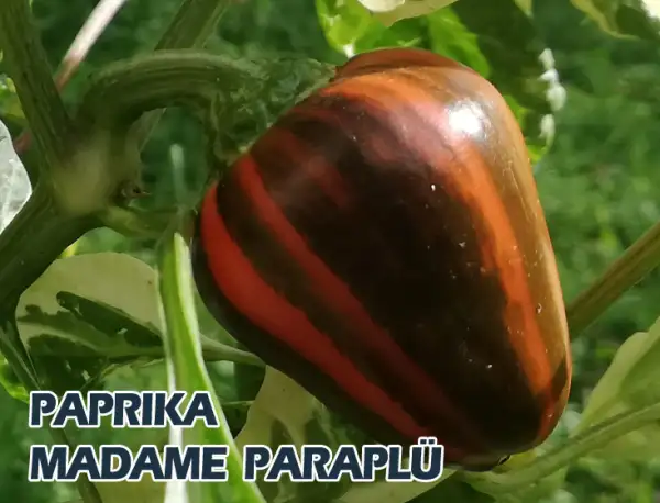 Paprika: Madame Paraplü
