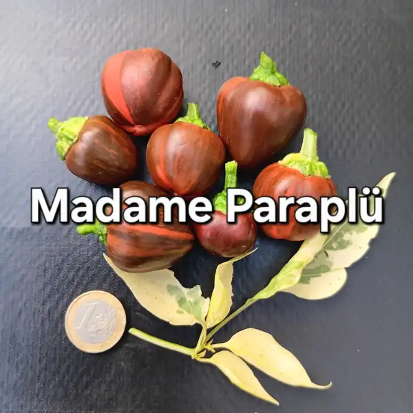 Paprika: Madame Paraplü