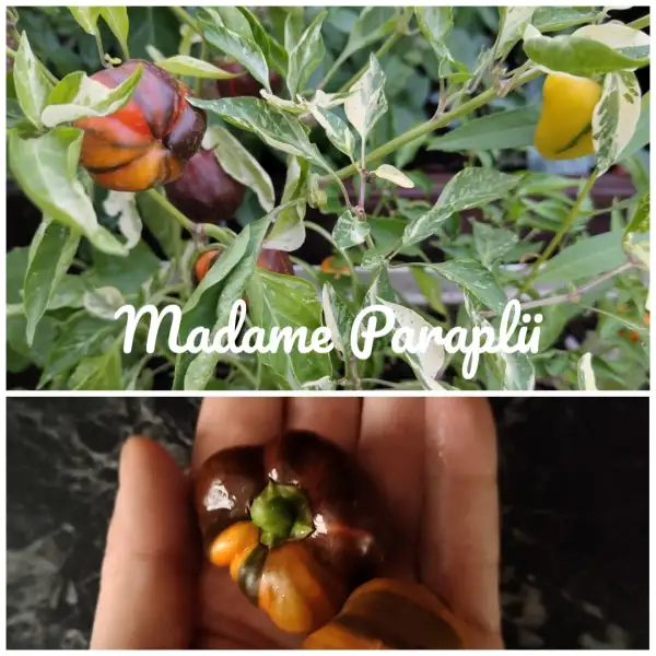 Chili / Paprika: Madame Paraplü (panaschiert)