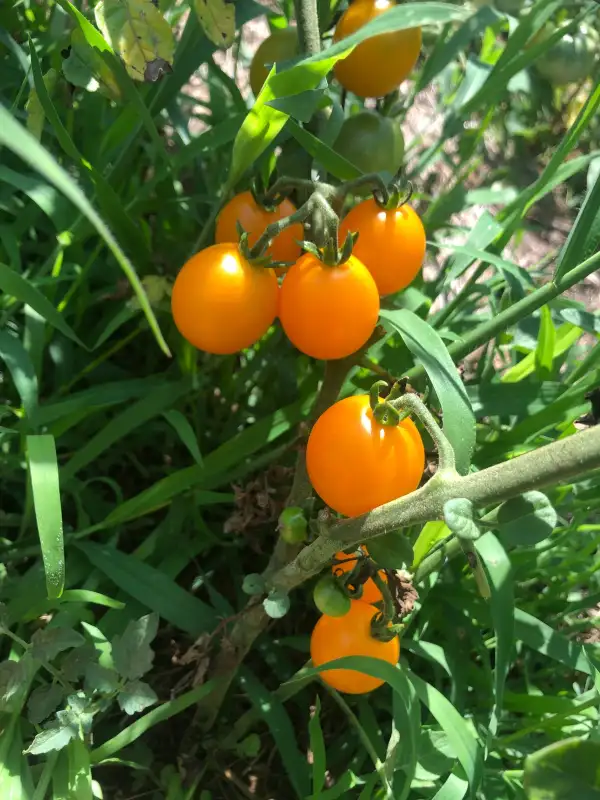 Tomaten: Madara