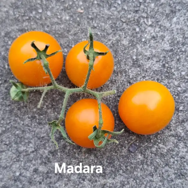 Tomaten: Madara