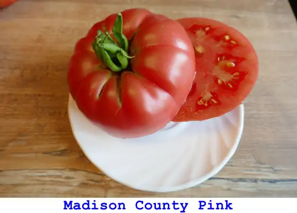 Tomaten: Madison County Pink
